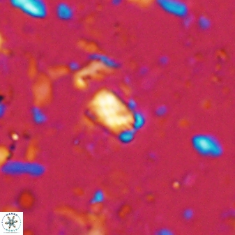 Calcivascularis cassedyi 33126