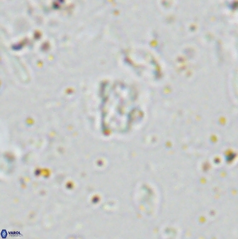 Calcivascularis cassedyi 33127