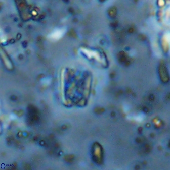 Calcivascularis cassedyi 33128