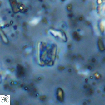 Calcivascularis cassedyi 33128