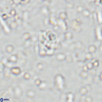 Calcivascularis cassedyi 33129
