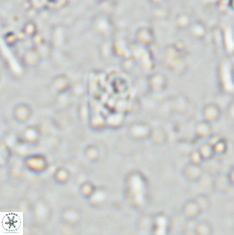 Calcivascularis cassedyi 33129