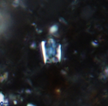 Calcivascularis cassidyi 1589