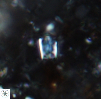 Calcivascularis cassidyi 1589