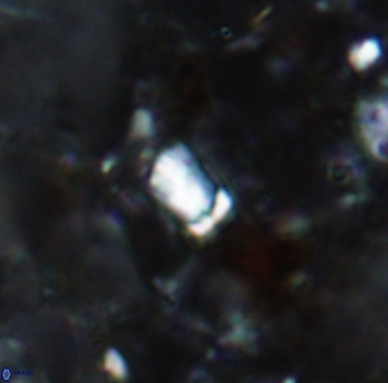 Calcivascularis cassidyi 1592