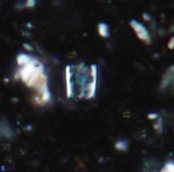 Calcivascularis cassidyi 1593