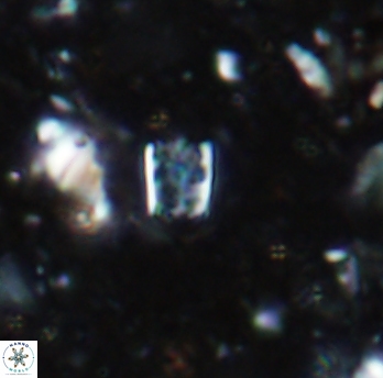Calcivascularis cassidyi 1593