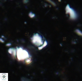 Calcivascularis cassidyi 1596