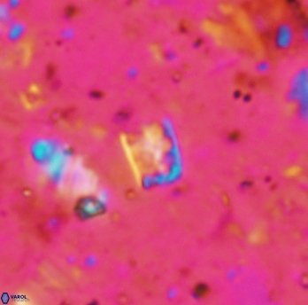 Calcivascularis cassidyi 1598