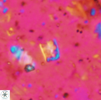 Calcivascularis cassidyi 1598