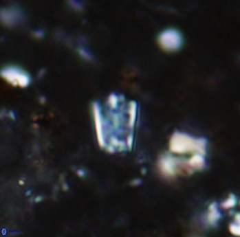 Calcivascularis cassidyi 1599