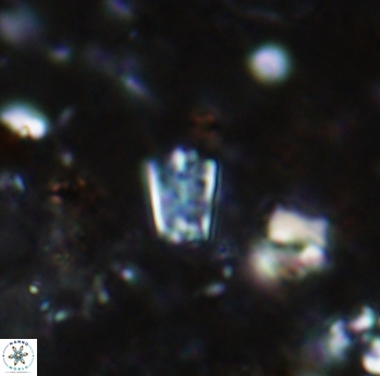 Calcivascularis cassidyi 1599
