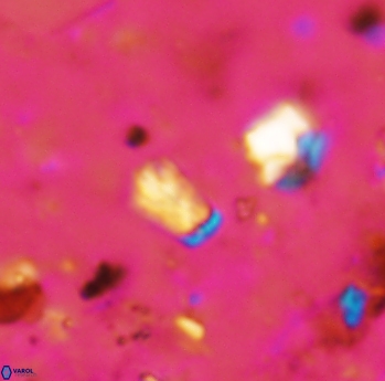 Calcivascularis cassidyi 1601