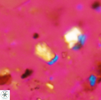 Calcivascularis cassidyi 1601