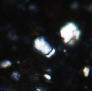 Calcivascularis cassidyi 1602