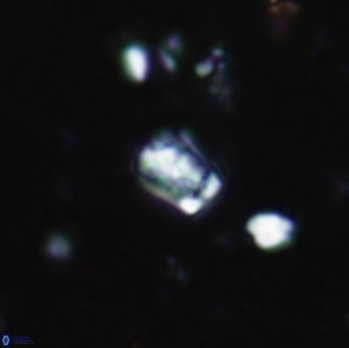 Calcivascularis cassidyi 1610