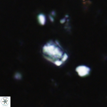 Calcivascularis cassidyi 1610