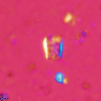 Calcivascularis cassidyi 1612