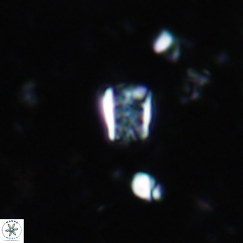 Calcivascularis cassidyi 1613