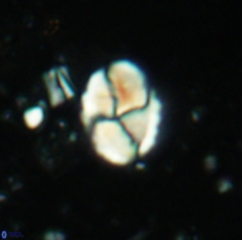 Calculites ovalis 4750