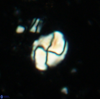 Calculites ovalis 4751