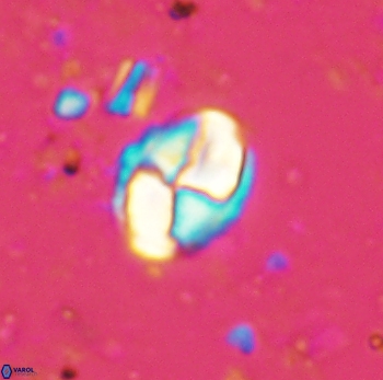 Calculites ovalis 4752