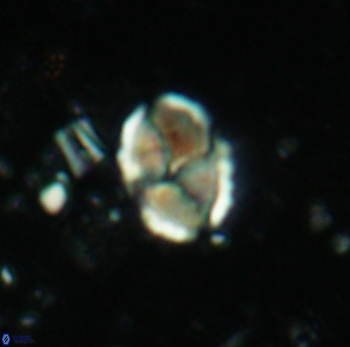 Calculites ovalis 4753