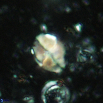 Calculites ovalis 5475