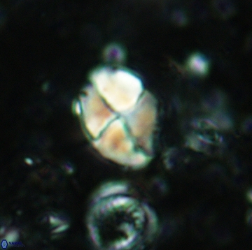 Calculites ovalis 5479