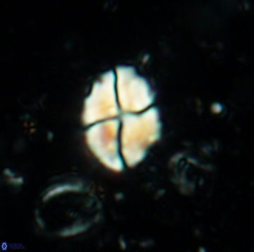 Calculites ovalis 5472