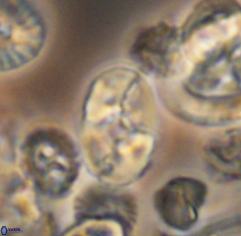 Calculites koilos 11786