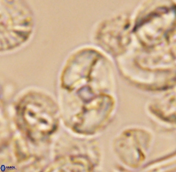 Calculites koilos 11787