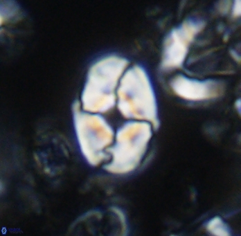 Calculites koilos 11789