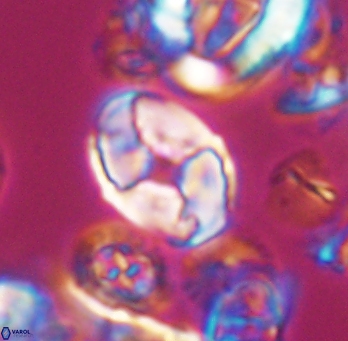 Calculites koilos 11791