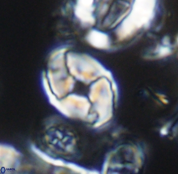 Calculites koilos 11792