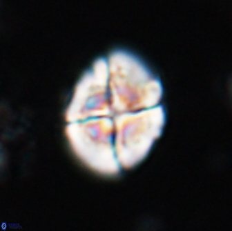 Calculites ovalis 15742