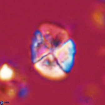 Calculites ovalis 15746