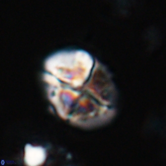 Calculites ovalis 15749