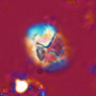 Calculites ovalis 15751