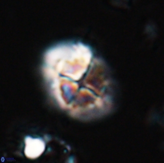 Calculites ovalis 15752