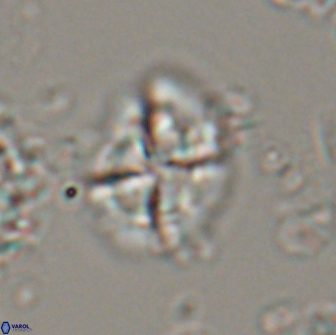 Calculites ovalis 15753