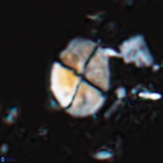 Calculites ovalis 18214