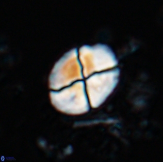 Calculites ovalis 18216