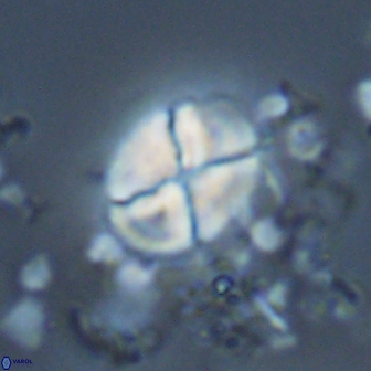 Calculites ovalis 18219