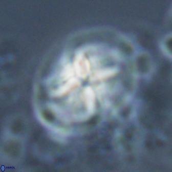 Calculites ovalis 18220