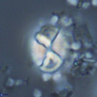 Calculites ovalis 18221