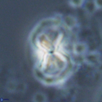 Calculites ovalis 18222