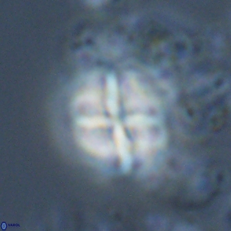 Calculites ovalis 18224