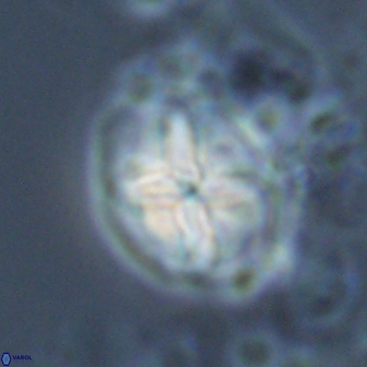 Calculites ovalis 18225