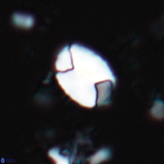 Calculites obscurus 15644